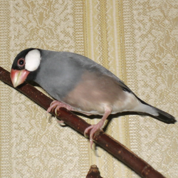 原種的色合いの桜文鳥