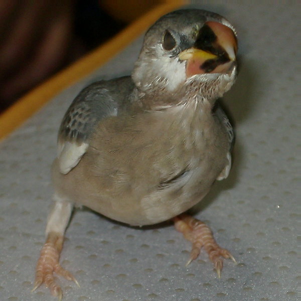 ̍тȂ̃qi