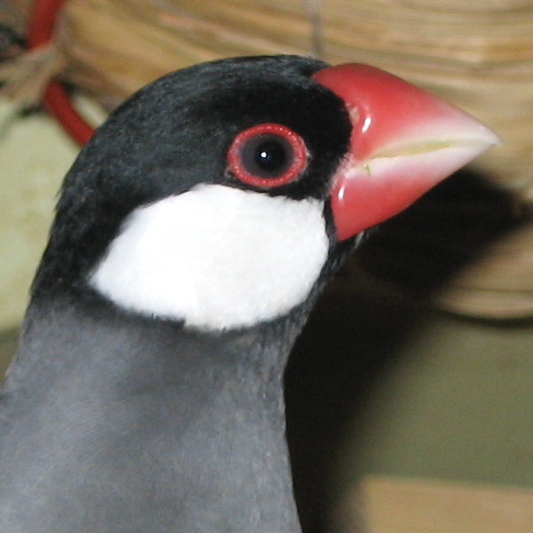 オス文鳥の横顔
