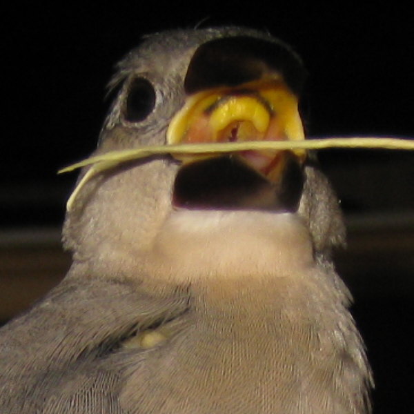 文鳥 口 を 開ける