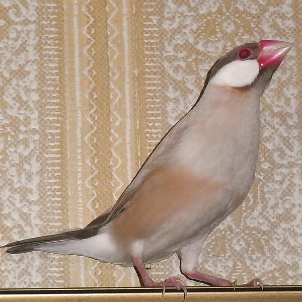 赤目のシナモン文鳥