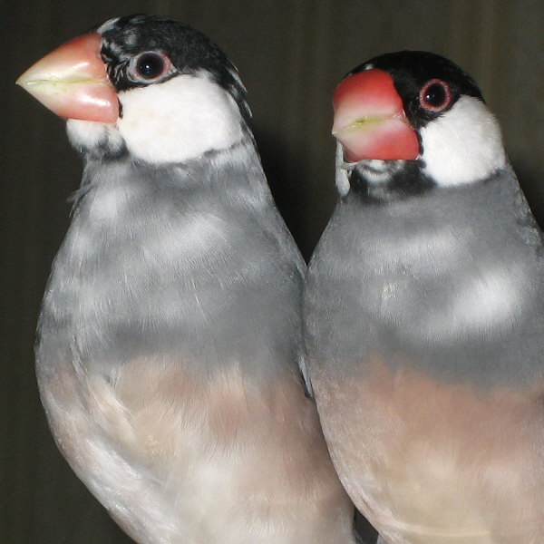 桜文鳥の夫婦