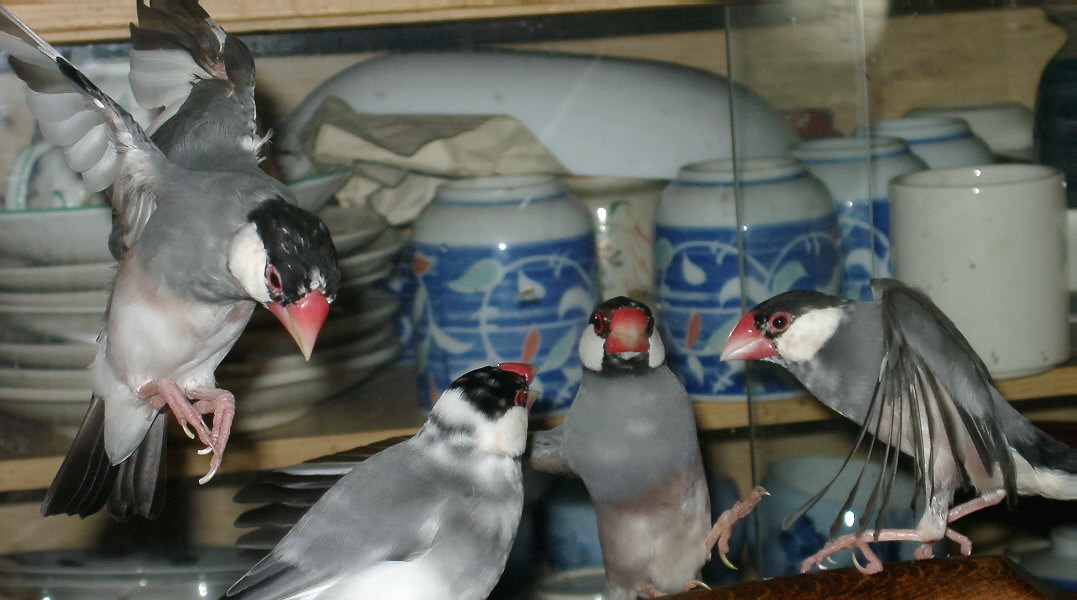 茶の間を舞台に活躍中の文鳥たち