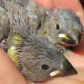 ※サンプル※桜文鳥の手乗りヒナ【孵化〜30日目】
